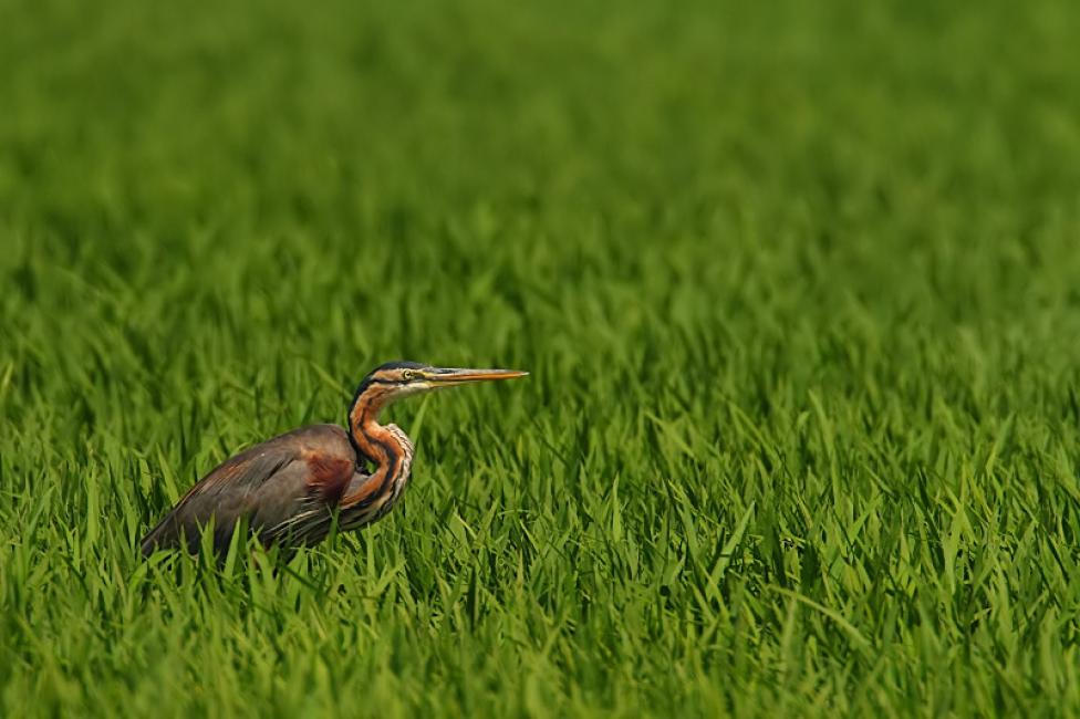 Garza imperial (Ardea purpurea) entre arrozales